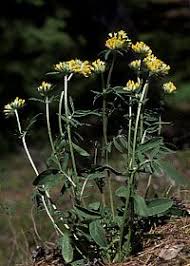 Attēlu rezultāti vaicājumam “Anthyllis arenaria”