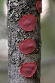 Attēlu rezultāti vaicājumam “Cytidia salicina”