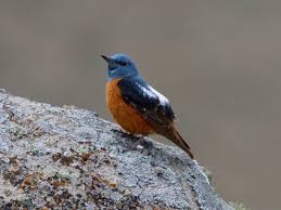 Image result for Monticola saxatilis