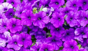 Image result for Petunia hybrida