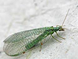 Attēlu rezultāti vaicājumam “Chrysopidae”