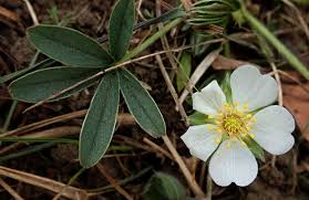 Attēlu rezultāti vaicājumam “Potentilla alba”