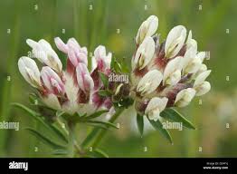 Attēlu rezultāti vaicājumam “Anthyllis maritima”