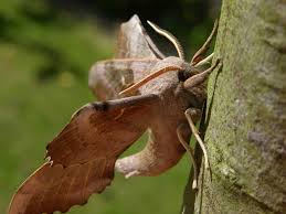 Attēlu rezultāti vaicājumam “Laothoe populi”