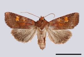 Attēlu rezultāti vaicājumam “Amphipoea”