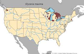 Attēlu rezultāti vaicājumam “Glyceria maxima fruit”