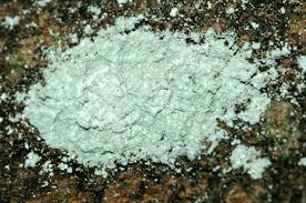 Attēlu rezultāti vaicājumam “Lepraria”