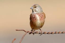 Attēlu rezultāti vaicājumam “Carduelis cannabina male”