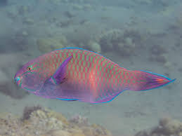 Image result for Scarus fuscopurpureus