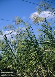 Attēlu rezultāti vaicājumam “Phragmites communis leaf”