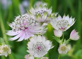 Attēlu rezultāti vaicājumam “Astrantia major fruit”