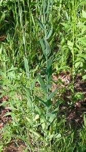 Attēlu rezultāti vaicājumam “Arabis glabra leaf”