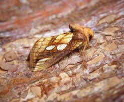 Attēlu rezultāti vaicājumam “Plusia festucae”