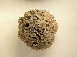 Attēlu rezultāti vaicājumam “Spongia”