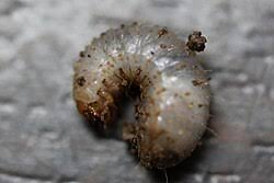 Attēlu rezultāti vaicājumam “Cetonia aurata”