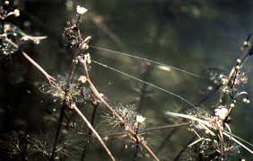 Attēlu rezultāti vaicājumam “Batrachium circinatum”