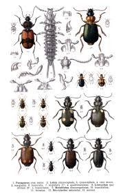 Attēlu rezultāti vaicājumam “Lebia chlorocephala”