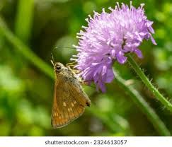 Attēlu rezultāti vaicājumam “Thymelicus lineola female”