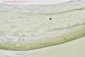 Attēlu rezultāti vaicājumam “Ptilium crista-castrensis sporophyte”