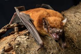 Attēlu rezultāti vaicājumam “Nyctalus noctula”