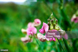 Attēlu rezultāti vaicājumam “Lathyrus sylvestris flower”