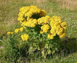 Attēlu rezultāti vaicājumam “Jacobaea vulgaris flower”