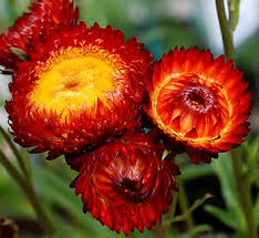 Image result for Helichrysum bracteatum