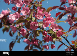 Attēlu rezultāti vaicājumam “Malus purpurea flower”