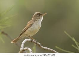 Image result for Hippolais pallida