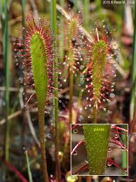 Attēlu rezultāti vaicājumam “Drosera anglica leaf”