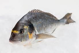 Image result for Sparus aurata