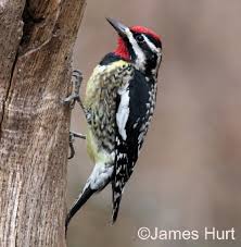 Image result for Sphyrapicus varius