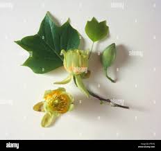 Attēlu rezultāti vaicājumam “Liriodendron tulipifera bud”