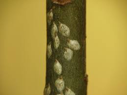 Attēlu rezultāti vaicājumam “Chionaspis salicis”