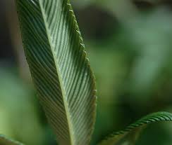 Attēlu rezultāti vaicājumam “Rubus plicatus leaf”