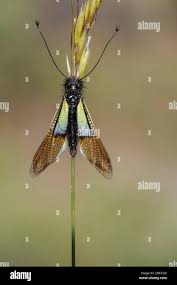 Attēlu rezultāti vaicājumam “Neuroptera”