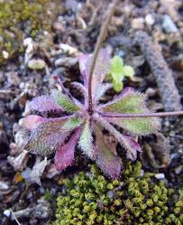 Attēlu rezultāti vaicājumam “Erophila verna”