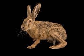 Attēlu rezultāti vaicājumam “Lepus europaeus”