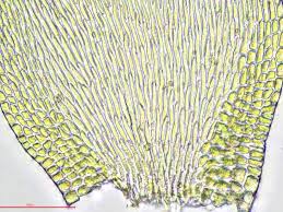 Attēlu rezultāti vaicājumam “Hypnum cupressiforme var. lacunosum sporophyte”