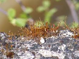 Attēlu rezultāti vaicājumam “Tortula muralis”