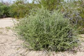 Attēlu rezultāti vaicājumam “Calicium adspersum”