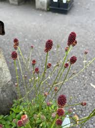 Attēlu rezultāti vaicājumam “Sanguisorba officinalis leaf”