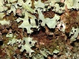 Attēlu rezultāti vaicājumam “Hypotrachyna sp.”