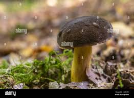 Attēlu rezultāti vaicājumam “Xerocomus pruinatus”