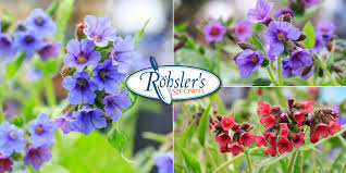 Image result for Pulmonaria Silverado