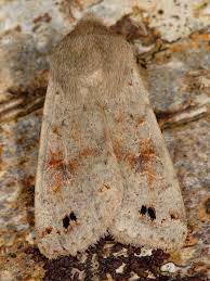 Attēlu rezultāti vaicājumam “Orthosia munda”