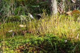 Attēlu rezultāti vaicājumam “Atrichum undulatum”