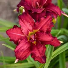 Image result for Hemerocallis `Moses Fire`