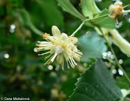 Attēlu rezultāti vaicājumam “Tilia platyphyllos subsp. cordifolia”