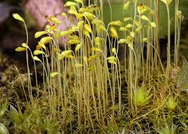 Attēlu rezultāti vaicājumam “Leptobryum pyriforme”